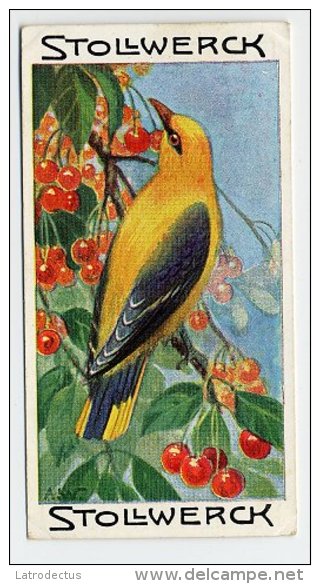 Stollwerck - Règne Animal – 19.6 (FR) – Wielewaal, Oriolus, Golden Oriole, Loriot D'Europe - Stollwerck