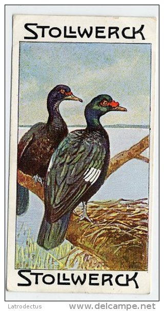 Stollwerck - Règne Animal – 20.4 (FR) – Muskuseend, Cairina,  Muscovy Duck, Canard De Barbarie  - Stollwerck