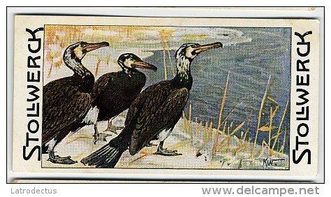 Stollwerck - Règne Animal – 21.1 (FR) – Aalscholver, Phalacrocorax, Cormorant, Cormoran - Stollwerck