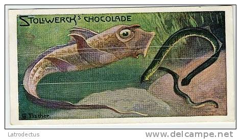 Stollwerck - Règne Animal – 22.6 (FR) – Chimère, Lamproie, Chimaeras, Holocephali,  Lampreys, Prikken,& - Stollwerck