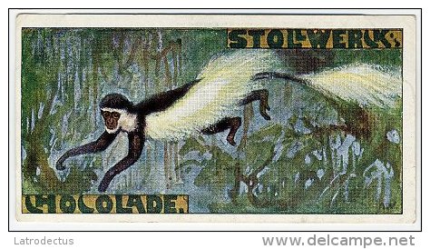 Stollwerck - Règne Animal – 26.1 (FR) – Colobe Guereza, Colobus - Stollwerck