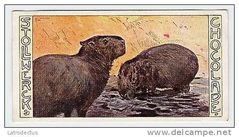 Stollwerck - Règne Animal – 28.4 (FR) – Capybara, Hydrochaeris, Capibara, Waterzwijn  - Stollwerck