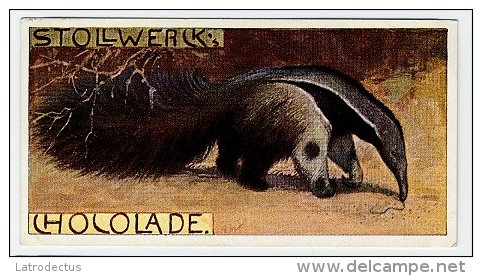 Stollwerck - Règne Animal – 29.1 (FR) – Tamanoir, Myrmecophaga, Giant Anteater, Reuzenmiereneter &nb Sp; - Stollwerck