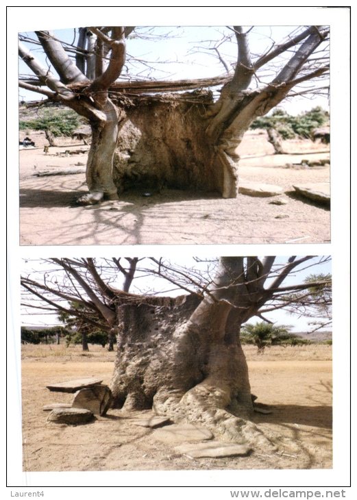 (636) Togo - Baobab Tree - Togo