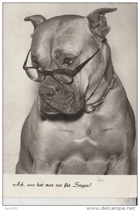 TIERE - HUNDE - BOXER Humor - Hunde