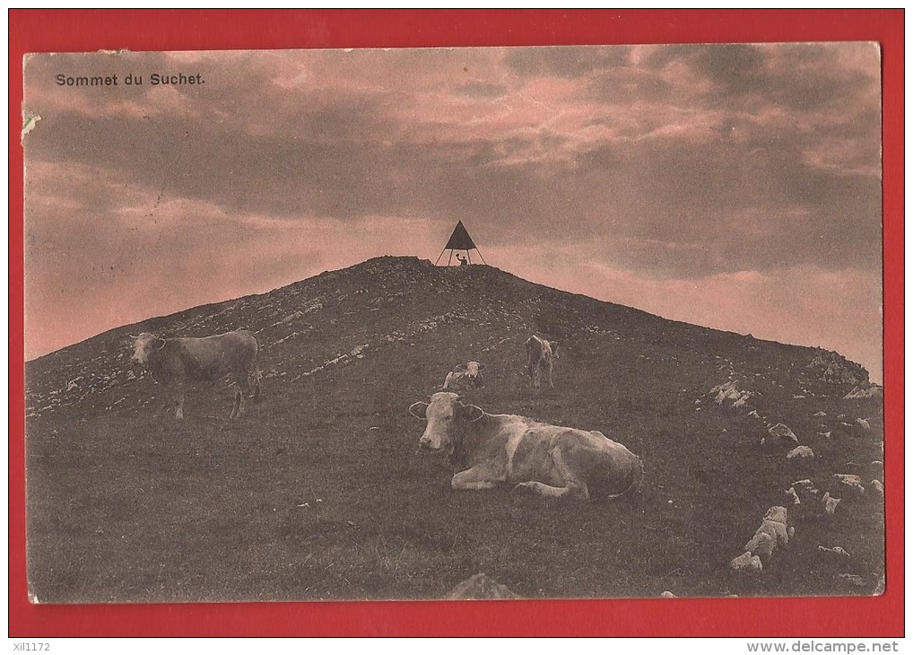 Z0391 Sommet Du Suchet, Troupeau De Vaches, Triangle Géodésie. Cachet Rances 1910 - Rances