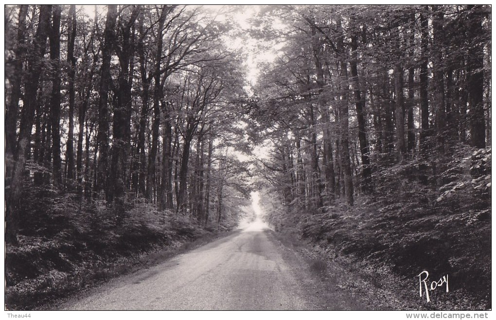 ¤¤  -  1367  -  LE GAVRE  -  Une Route De Forêt    -  ¤¤ - Le Gavre