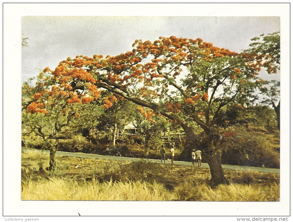 Cp, Ile De La Réunion, Flamboyants, écrite - Autres & Non Classés