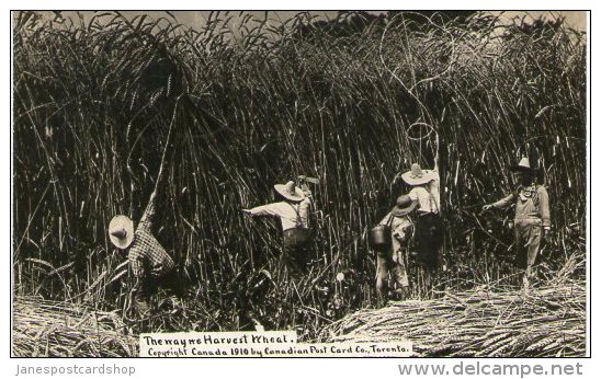 REAL PHOTO POSTCARD HARVESTING WHEAT - SASKATCHEWAN - CANADA - Autres & Non Classés