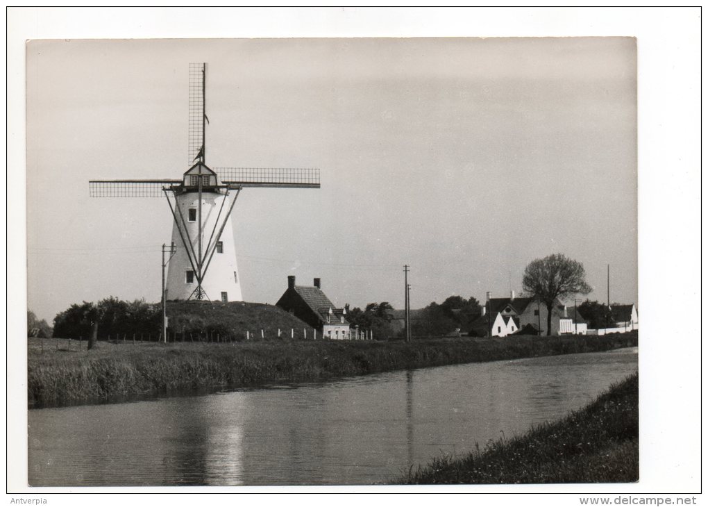 DAMME De Molen Aan Het Kanaal Naar Brugge Echte Persfoto Belga Groot Formaat 18 Op 13 1955 - Damme