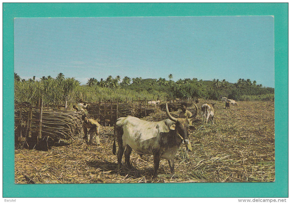 FIDJI --> Travail Des Fermiers - Fiji