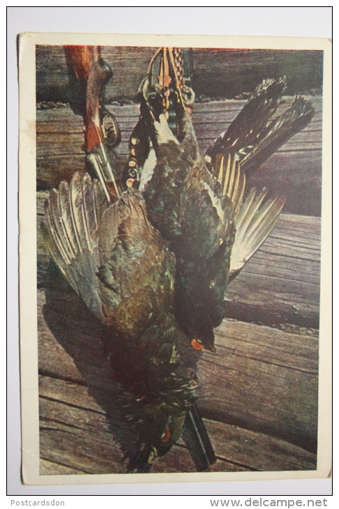 STILL LIFE - Dead Pheasant With Rifle - Old Pc 1955 - HUNTING - Oiseaux