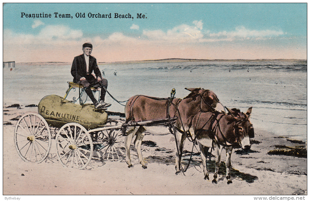 Peanutine Team, Old Orchard Beach, Me - Donkeys Pulling Wagon - Otros & Sin Clasificación