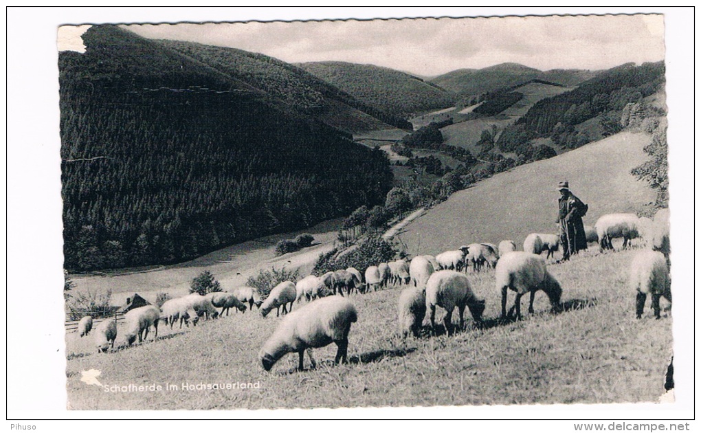 D3873     ENDORF : Schafherde Im Hoch-Sauerland - Sundern