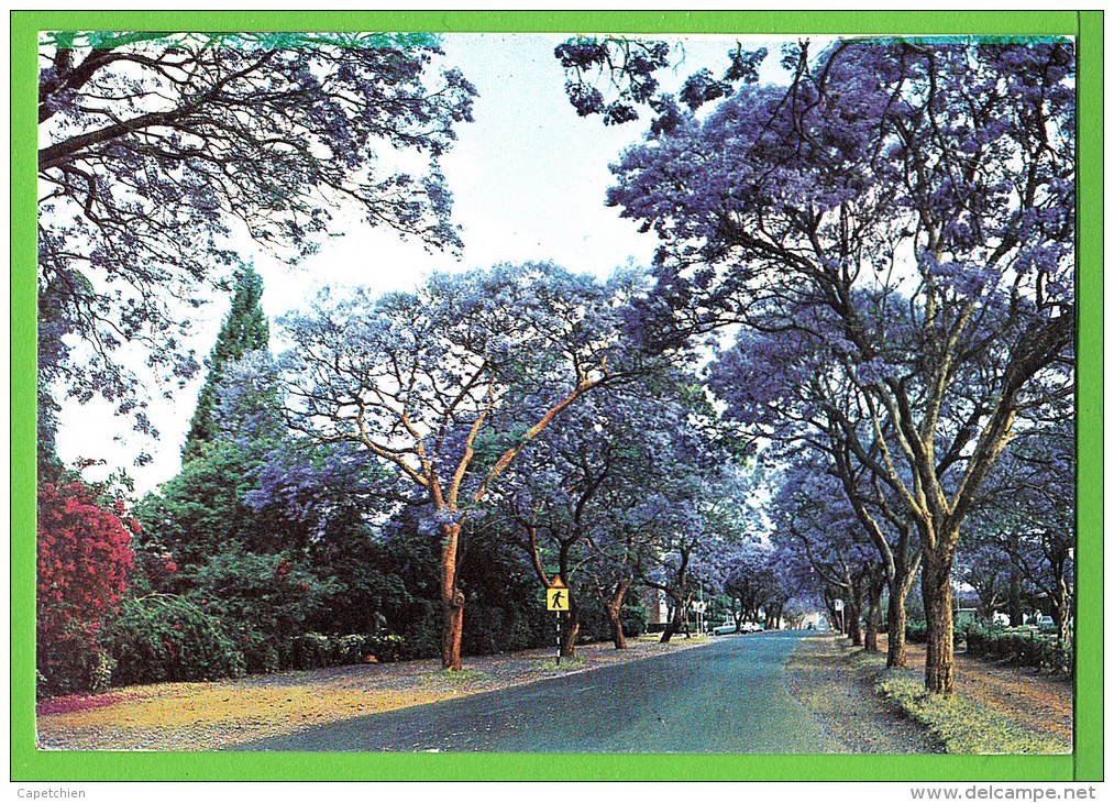 ZIMBABWE / LA SAISON DES JACARANDAS A HARARE .... / Carte   écrite En 19?? - Zimbabwe