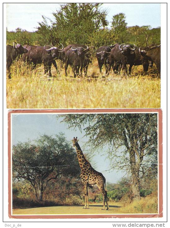 2 AK Set Rhodesia - Simbabwe - Herd Of Buffalo - Giraffe - Nice Stamps - Simbabwe