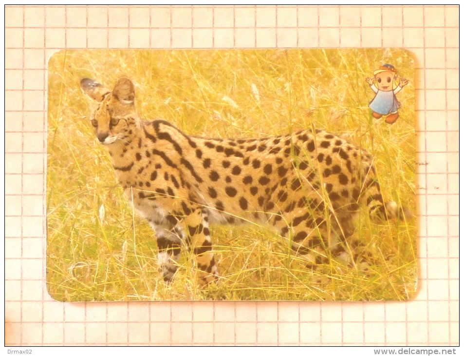 SERVAL  - Nature SERBIA ´70 (Yugoslavia) African Wild Cat / Wild Cat, Chat Gatto Katze Gato / Animal - Other & Unclassified