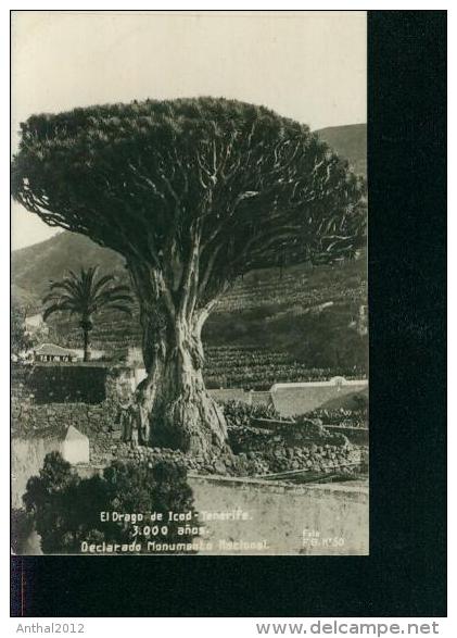 El Drago De Icod Tenerife 3.000 Anos  Declarado Monumento Nacional Foto F.B. No. 50 Ca. 1910 - Tenerife