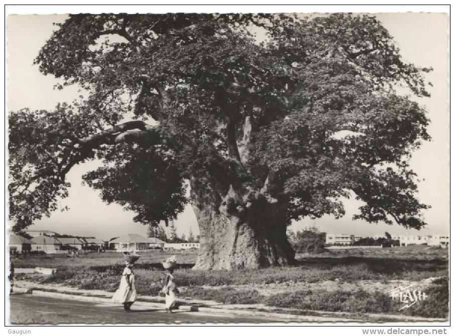 CPSM - AFRIQUE NOIRE - UN BEAU BAOBAB - Edition Paris-Presse - Dakar /N°208 - Senegal