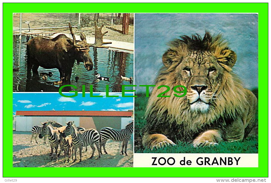 GRANBY, QUÉBEC - 3 MULTIVUES, ORIGNAL , ZEBRA DE GRANT & LION - ZOO DE GRANBY - - Granby