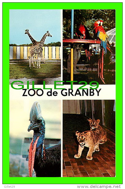 GRANBY, QUÉBEC - 4 MULTIVUES, GIRAFE, PERROQUETS, CASCAR, LIONCEAUX - ZOO DE GRANBY - - Granby