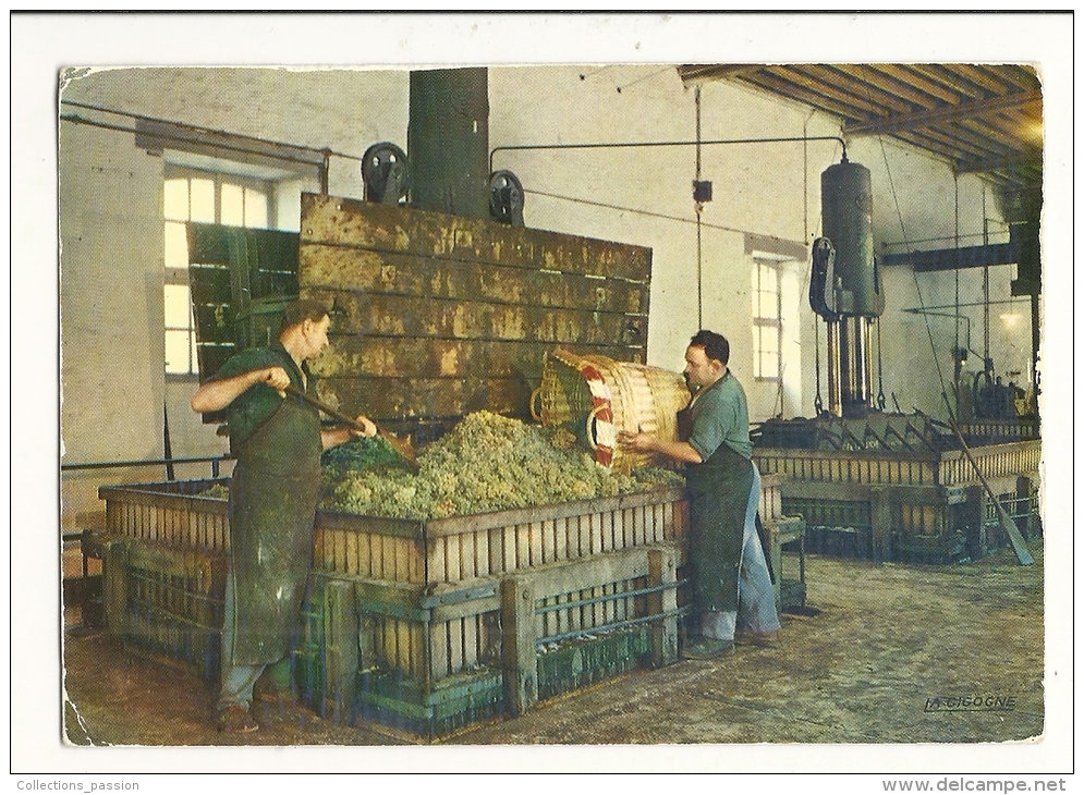 Cp, Agriculture, Vue D'un Pressoir Dans La Côte Des Blancs, Voyagée  1971 - Vignes