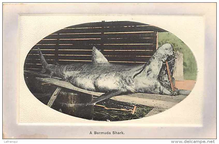 Pays Divers- Ref A221- Bermuda -bermudes - A Bermuda Shark - Un Requin -theme Requins - - Monde