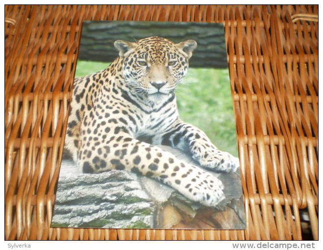 Jaguar (Panthera Onca) Postkarte Postcard - Tigers