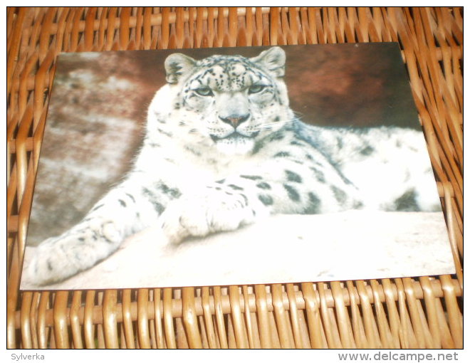 Irbis(uncia Uncia) Postkarte Postcard - Tiger