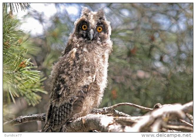 Owls Of The World -  Postcard Collector  Size:15x10 Cm. Aprox. - Pájaros