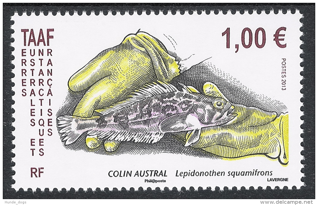 TAAF 2013 Fauna Fisch Fish Mi# 801 ** MNH - Unused Stamps