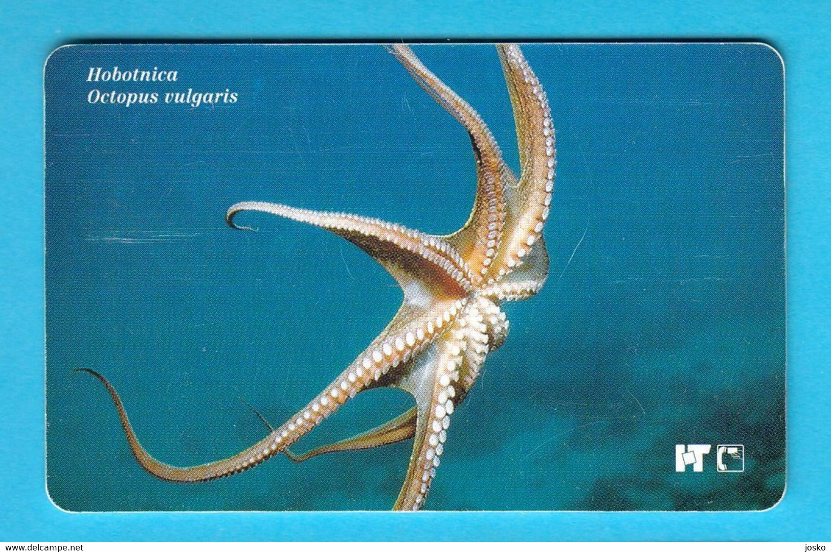 OCTOPUS VULGARIS (Croatia Rare Card 1st Serie Undersea) Poulpe Sépia Oktopus Seepolyp Tintenfisch Pulpo Hobotnica - Kroatien