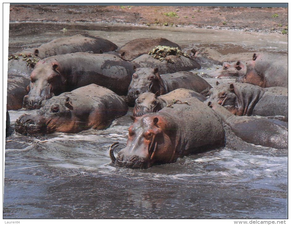 (333M) Hippopotame - Hippopotamus - Cameroun - Flusspferde