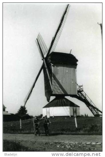 VEERLE ~ Laakdal (Provincie Antwerpen) - Molen/moulin - De Verdwenen Dorpsmolen Omstreeks 1950 - Laakdal