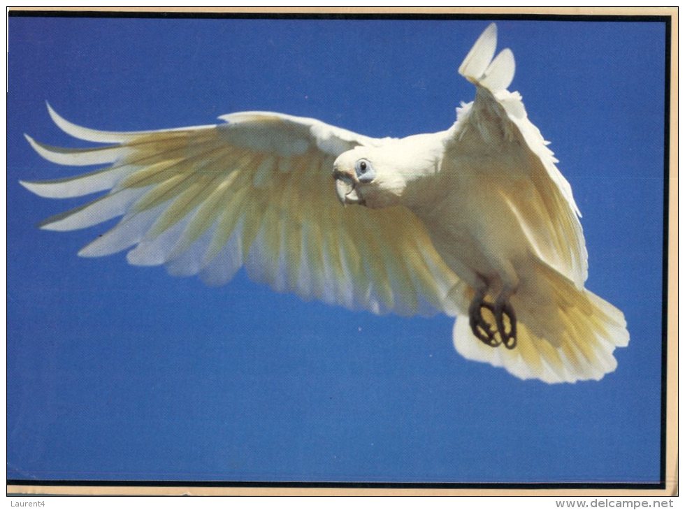 (303) Australia - Corella Bird In Flight - Outback