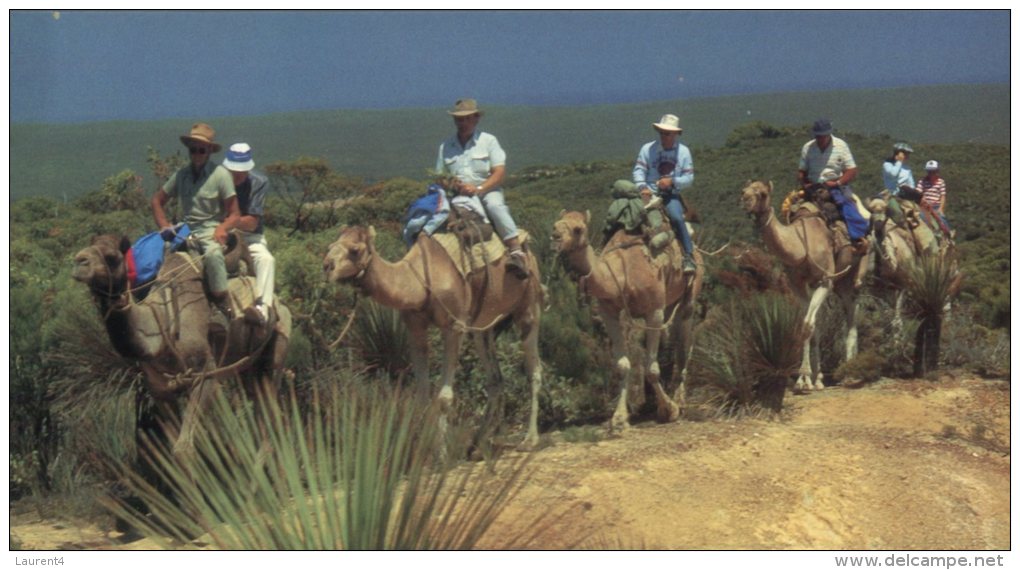 (303) Australia - Camel Riding - Outback