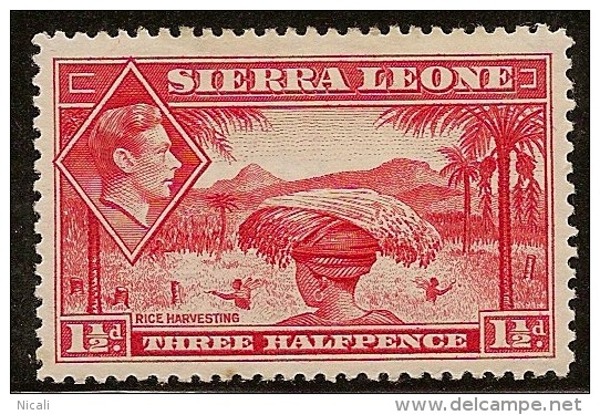 SIERRA LEONE 1938 1 1/2d Scarlet KGVI SG190 M PL00 - Sierra Leone (...-1960)