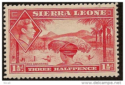 SIERRA LEONE 1938 1 1/2d Scarlet KGVI SG190 M PL01 - Sierra Leone (...-1960)