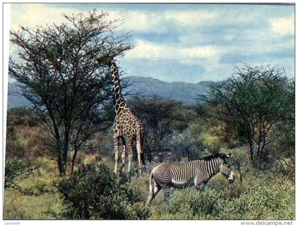 (M300) Zebra & Giraffe - Zèbre Et Giraffe - Zebras