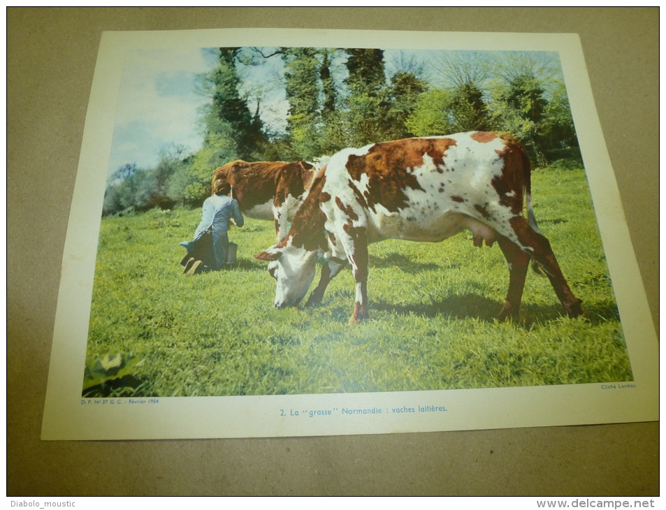 Cliché Landau De 1954  (27cm X 21cm) Fermière Entrain De Traire Une Vache Dans Une Prairie NORMANDIE..autre Jolie Vache - Non Classés