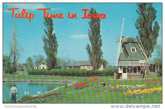 Iowa Ames Tulp Time In Iowa - Ames