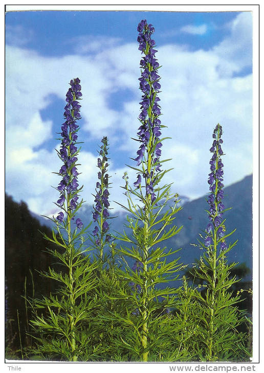 Aconitum Napellus L. - Casque De Jupiter - Echter Eisenhut - Autres & Non Classés