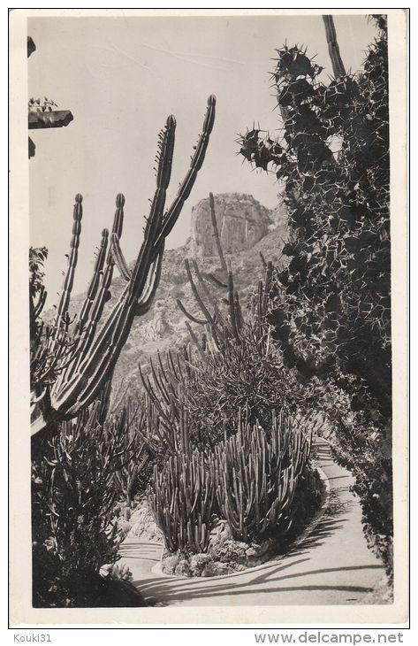 Jardin Exotique : Cereus Divers , Euphorbia Canariensis Et Grandicornis - Exotische Tuin