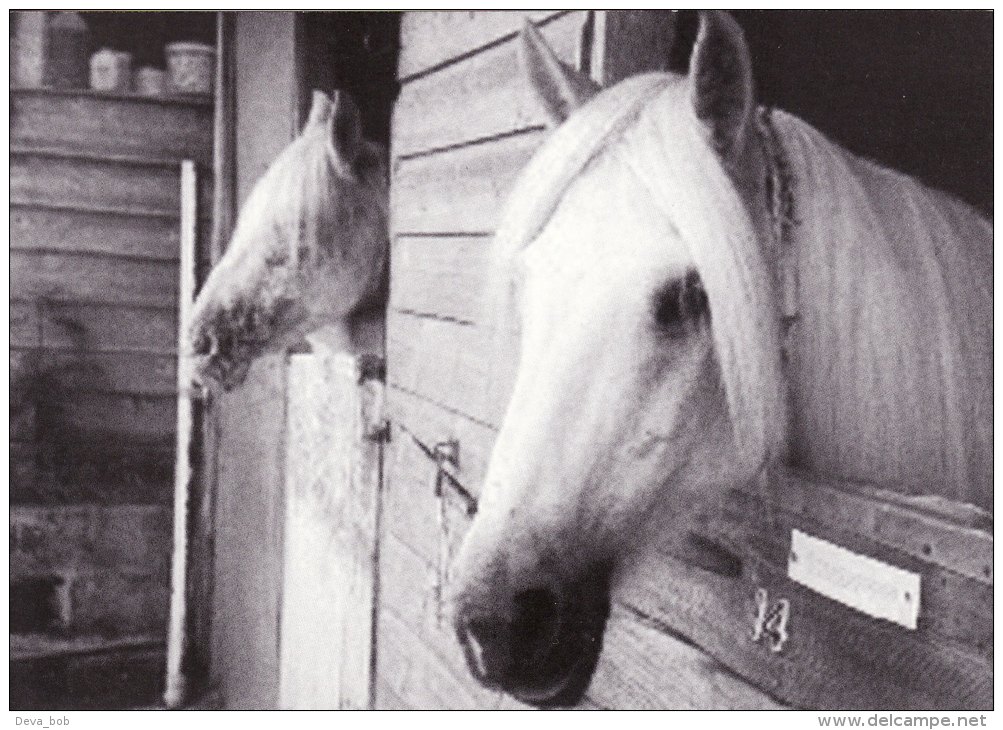 Promotion Print Suki & Cindy Mare & Foal Sactuary NEWTON ABBOT Horse Devon - Animals