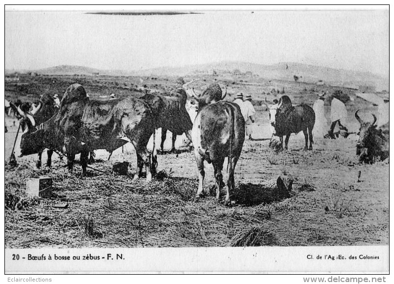 Afrique Noire A.E.F.    Tchad      Zébus   ( Voir Scan ) - Chad