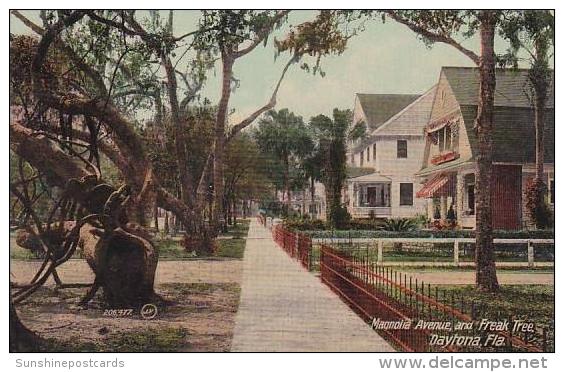 Florida Daytona Magnolia Avenue &amp;amp  Freak Tree - Daytona