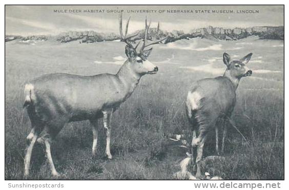 Nebraska Lincoln Mule Deer Habitat Group University Of Nebraska State Museum Artvue - Lincoln