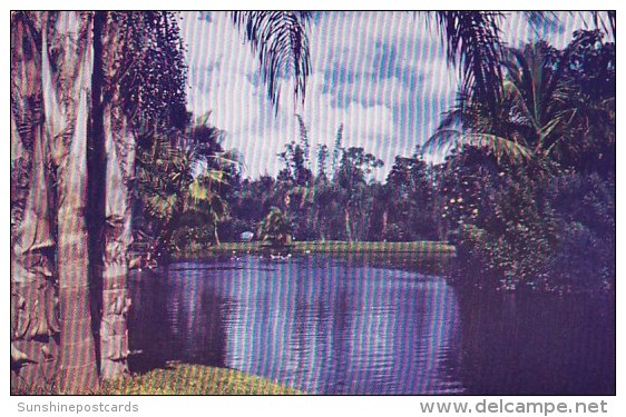 Florida Sarasota Jungle Gardens - Sarasota