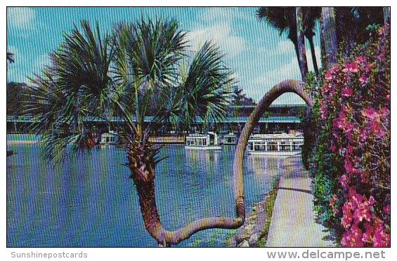 Florida Silver Springs Home Of World Famous Glass Bottom Boats - Silver Springs