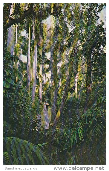 Florida Jungle Trail And Royal Palms - Sarasota